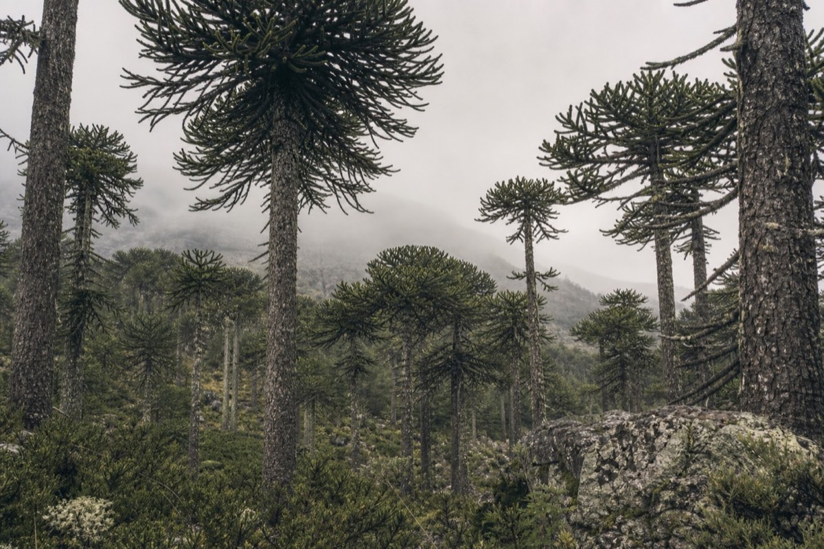 Bosque